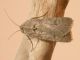Noctuidae (2).jpg