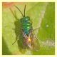 Chrysididae Anzio 4.6.2011 (1).JPG