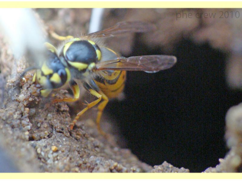 probabile Vespula vulgaris - Anzio - 8.10.2010 (1).JPG