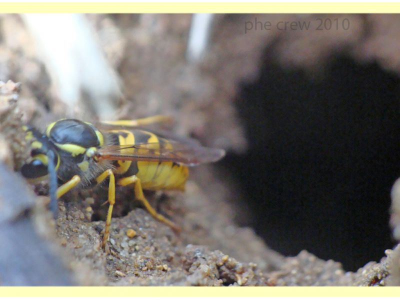 probabile Vespula vulgaris - Anzio - 8.10.2010 (2).JPG