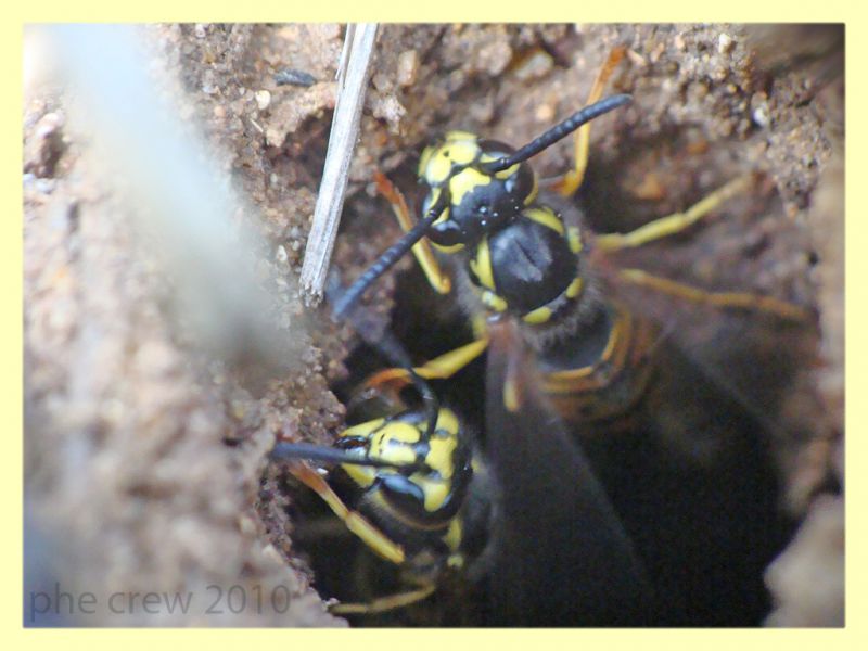 probabile Vespula vulgaris - Anzio - 8.10.2010 (5).JPG