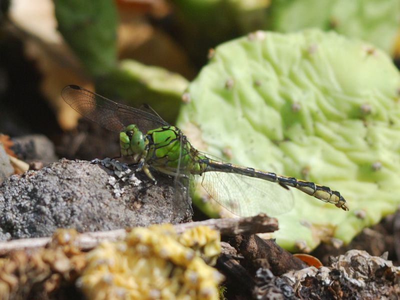 OphiogomphusCecilia4606.jpg