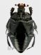 Saprinus (Saprinus) caerulescens caerulescens (Hoffmann, 1803) v rid.jpg