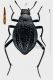 Adesmia (Adesmia) maroccana Haag,1877 rid.jpg