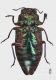 Chrysobothris leonhardi Bulgaria_v.jpg