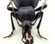 Comb0206_09jcr.jpg