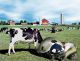 ladybugcow2.jpg