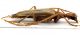 Comb0208_16jcr.jpg