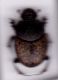 onthophagus.jpg