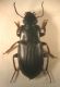 carabidae FEI.jpg