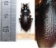 montivagus vellepeticus Hampe, 1850 (2).JPG