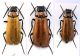 Alosimus luteus rid.jpg