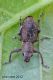 Curculionidae Anzio 3.9.2012.jpg