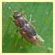 Nitidulidae 2 mm. - Anzio - 25.3.2012 (1).JPG