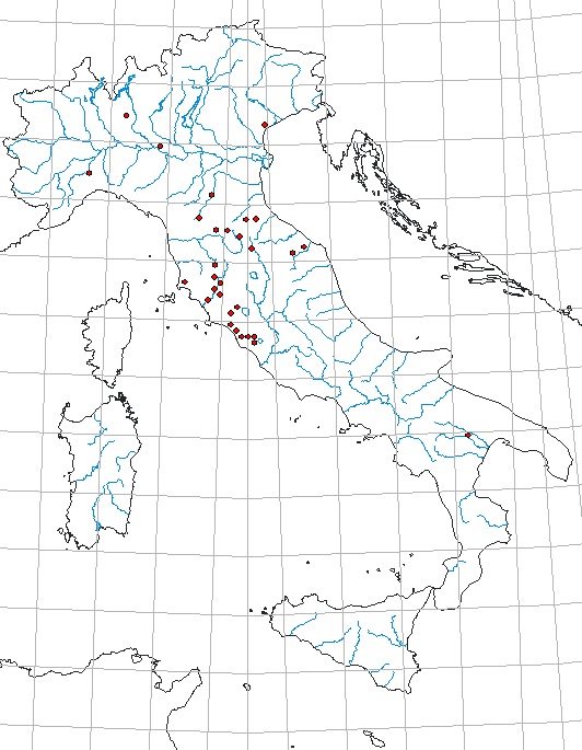 Stenelmis consobrina.jpg