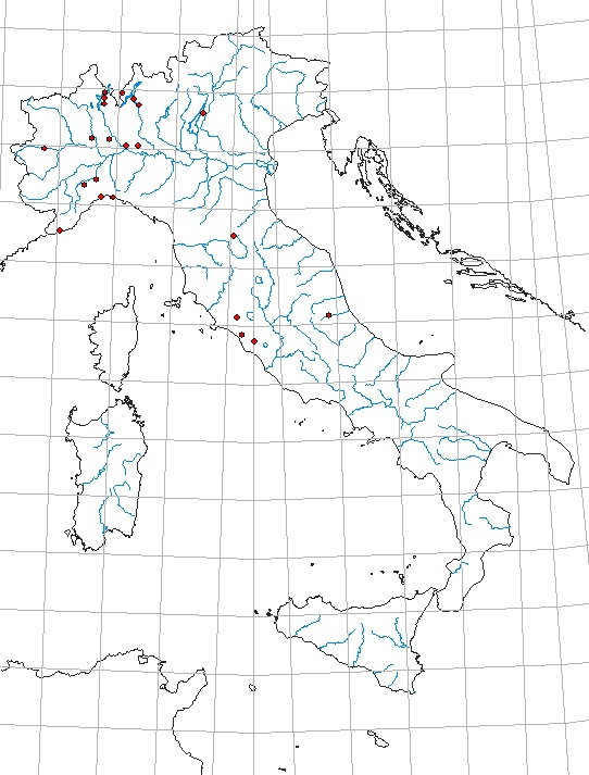 Stenelmis canaliculata.jpg