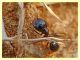 Messor sp. - Anzio 25.3.2012.JPG
