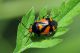 Deraeocoris olivaceus.jpg