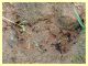 Messor sp. - Anzio 25.3.2012 (9).JPG