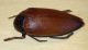 2 Buprestidae.jpg