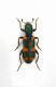 Trichodes sp.-Grecia Peloponneso- Sparti Prov.Loc.Mistras,450 sl. -23-VI-2007-Leg. Enrico Grazioli_01.JPG