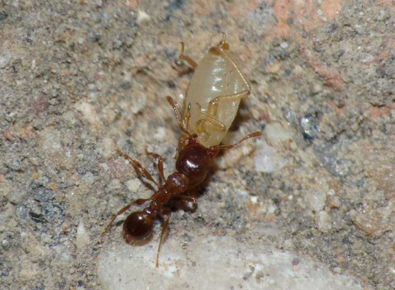 tetramorium afide trasportato.JPG