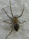 Cà Bianca 8.VI.2012 026a.jpg