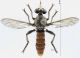 Stiphrolamyra vitai rid.jpg
