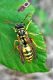 probabile Polistes gallicus maschio (3).jpg