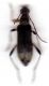 Grammoptera ruficornis.jpg