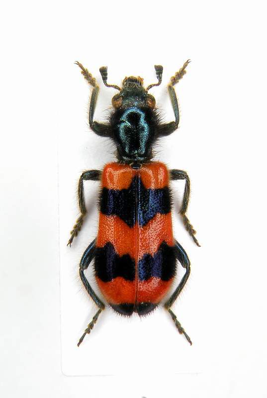 Trichodes apiarius female- Italy - Veneto - Miane Loc.Campea 300Mt.Sl. - 07-VII-2004 - Legit Sandel Franco_01.JPG