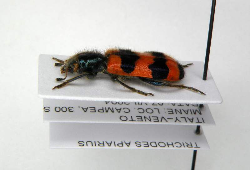 Trichodes apiarius female- Italy - Veneto - Miane Loc.Campea 300Mt.Sl. - 07-VII-2004 - Legit Sandel Franco_02.JPG