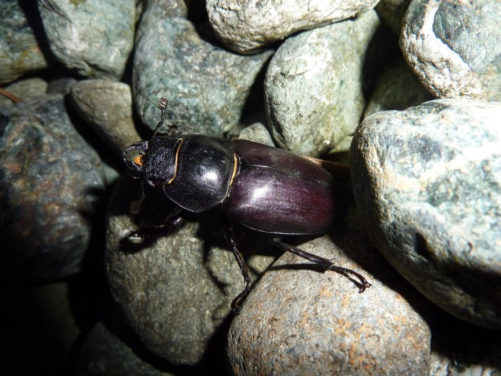 Lucanus cervus forum 2.jpg