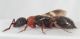 Hymenoptera3.JPG
