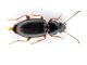 Comb0226_05jcr.jpg