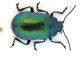 Comb0230_09jcr.jpg