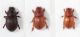 Brindalus porcicollis (Illiger 1803)_Aphodiidae 2.jpg