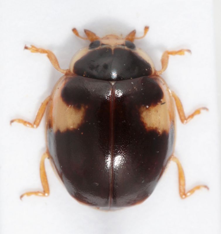 Coccinellidae 1.jpg