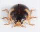Coccinellidae 2.jpg