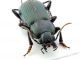 Comb0243_04jcr.jpg