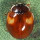 Adalia-decempunctata-17.jpg