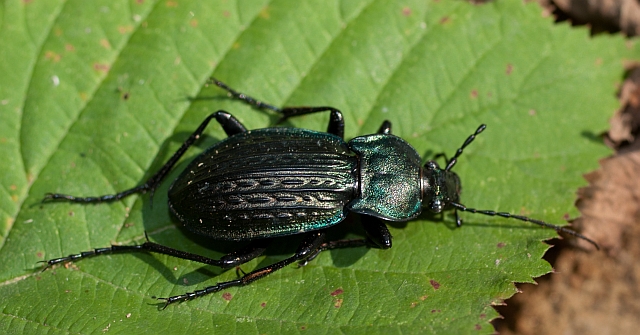 Carabus granulatus.jpg