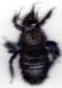 xylocopa.jpg