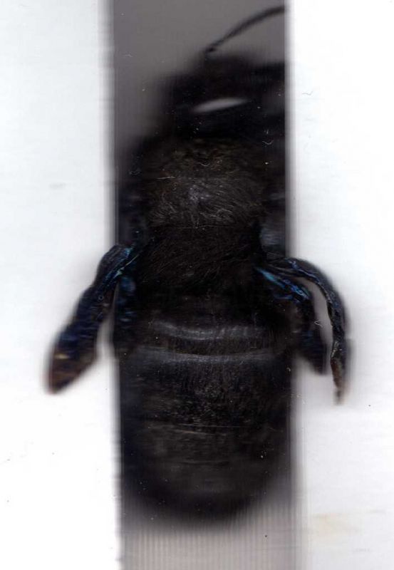 xylocopa bis.jpg