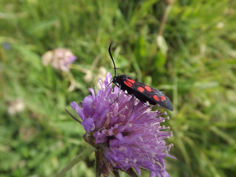 Zygaena.jpg