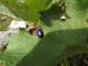 coleoptera oreina.jpg