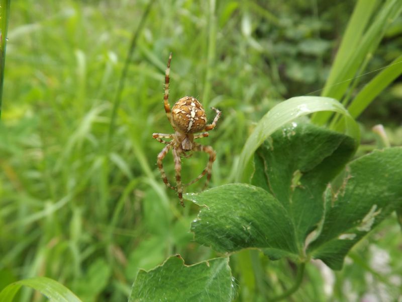 Araneus diadematus.jpg