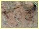 Messor sp. - Anzio 25.3.2012 (10).JPG