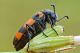 Milabris_variabilis2_1024.jpg