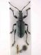 Phyllobius_Greece.jpg